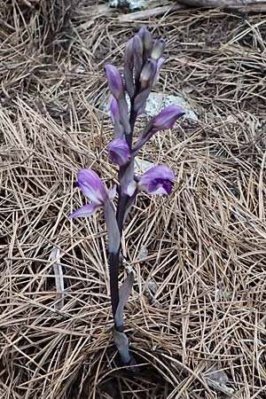 Limodorum abortivum / Violet Limodore, GR  Peloponnes, Taygetos 27.5.2024 