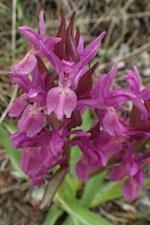 Dactylorhiza sambucina \ Holunder-Fingerwurz, Holunder-Knabenkraut / Elder-Flower Orchid, Adam-and-Eve, GR  Peloponnes, Chelmos 18.5.2024 