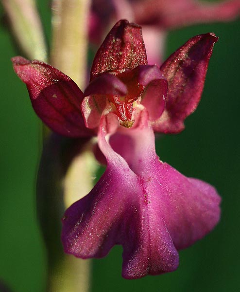 Anacamptis coriophora subsp. fragrans x laxiflora, GR   Velas 6.6.2012 (Photo: Helmut Presser)