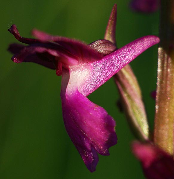 Anacamptis coriophora subsp. fragrans x laxiflora, GR   Velas 6.6.2012 (Photo: Helmut Presser)