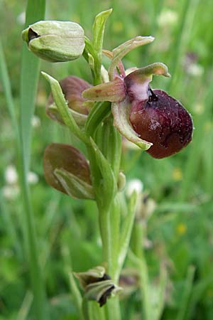 Ophrys helenae \ Helenas Ragwurz, GR  Dodoni 14.5.2008 