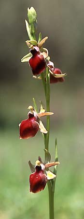 Ophrys helenae \ Helenas Ragwurz, GR  Arta 19.4.2003 (Photo: Helmut Presser)