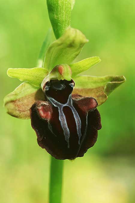 Ophrys hystera \ Spätblühende Busen-Ragwurz, GR  Igoumenitsa 30.4.2022 (Photo: Helmut Presser)