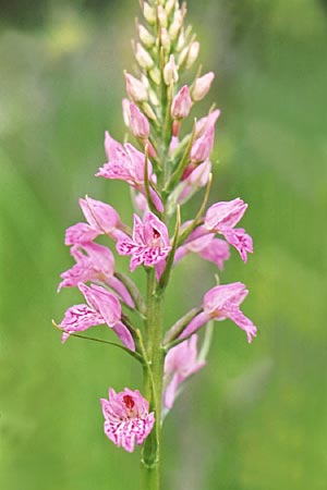 Dactylorhiza iberica x saccifera, GR   Sohos 8.6.1988 (Photo: Jan & Liesbeth Essink)