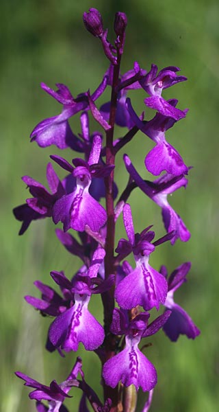 Anacamptis laxiflora x morio subsp. caucasica, GR   Zagoria, Negades 6.6.2012 (Photo: Helmut Presser)