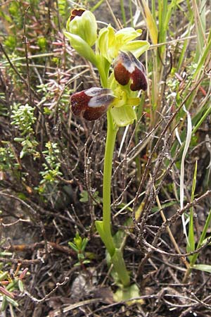 Ophrys bilunulata subsp. punctulata / Punctate Ophrys, GR  Peloponnes, Kremasti 31.3.2013 