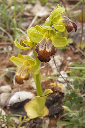 Ophrys bilunulata subsp. punctulata / Punctate Ophrys, GR  Peloponnes, Kremasti 31.3.2013 