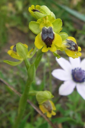 Ophrys phryganae \ Phrygana-Ragwurz, GR  Peloponnes, Strofylia-Wald bei Metochi-Kalogria 27.3.2013 