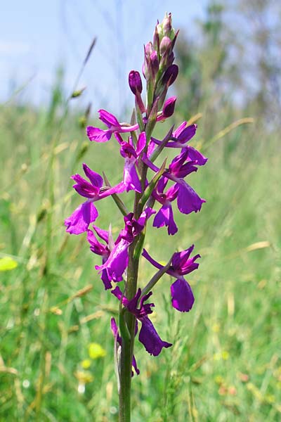 Anacamptis laxiflora x palustris, GR   Peloponnes, Zacharo 20.4.2014 (Photo: Christian Schlomann)