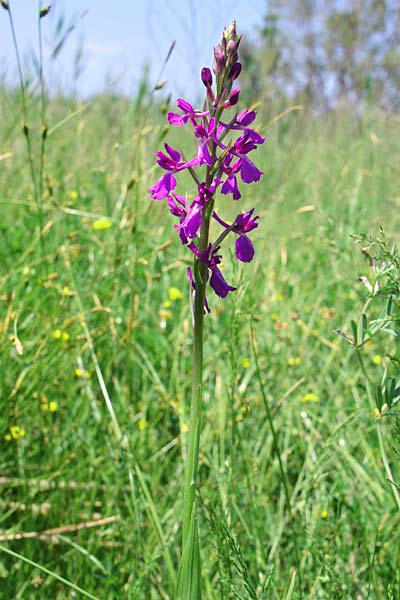Anacamptis laxiflora x palustris, GR   Peloponnes, Zacharo 20.4.2014 (Photo: Christian Schlomann)