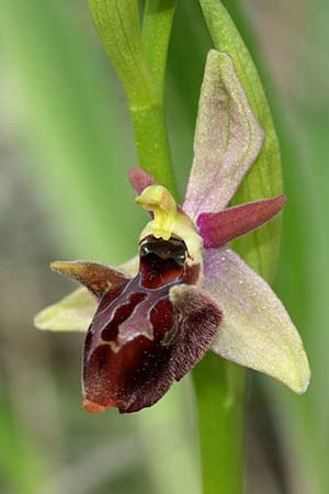 Ophrys mammosa x minuscula, GR   Kozani 24.4.2011 (Photo: Zissis Antonopoulos)