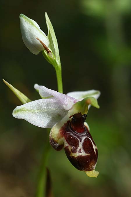 Ophrys nestoris / Nestor's Bee Orchid (Locus classicus), GR  Peloponnes, Gargaliani 20.4.2017 (Photo: Helmut Presser)