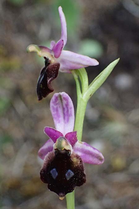 Ophrys argolica \ Argolis-Ragwurz / Argolis Bee Orchid, GR  Peloponnes, Saitas 19.5.2024 