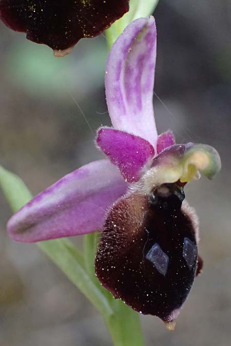Ophrys argolica \ Argolis-Ragwurz / Argolis Bee Orchid, GR  Peloponnes, Saitas 19.5.2024 