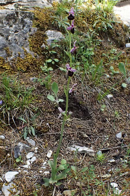 Ophrys argolica \ Argolis-Ragwurz / Argolis Bee Orchid, GR  Peloponnes, Saitas 19.5.2024 
