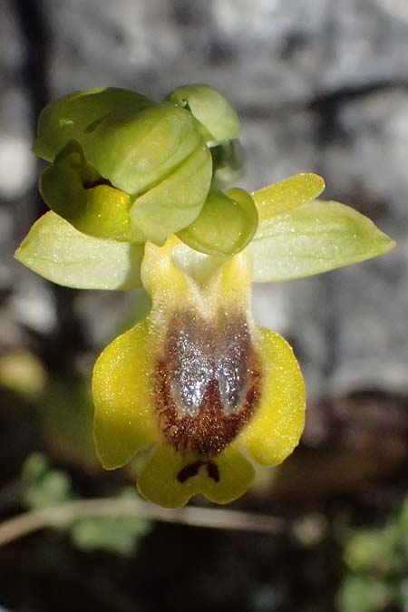 Ophrys hellenica \ Griechische Ragwurz, GR  Hymettos 20.4.2026 