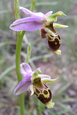 Ophrys cerastes \ Langhornige Ragwurz / Horsefly Bee Orchid, GR  Peloponnes, Zarouchla Tal / Valley 19.5.2008 