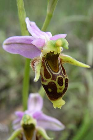 Ophrys cerastes \ Langhornige Ragwurz / Horsefly Bee Orchid, GR  Peloponnes, Zarouchla Tal / Valley 19.5.2008 