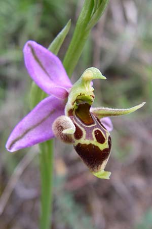Ophrys cerastes \ Langhornige Ragwurz / Horsefly Bee Orchid, GR  Peloponnes, Zarouchla Tal / Valley 19.5.2008 