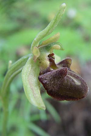 Ophrys grammica \ Grammos-Ragwurz / Grammos Orchid, GR  Aoos - Schlucht / Gorge 16.5.2008 