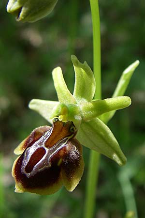 Ophrys zeusii \ Zeus-Ragwurz, GR  Zagoria, Negades 18.5.2008 