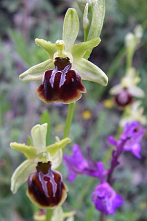 Ophrys zeusii \ Zeus-Ragwurz, GR  Zagoria, Negades 18.5.2008 