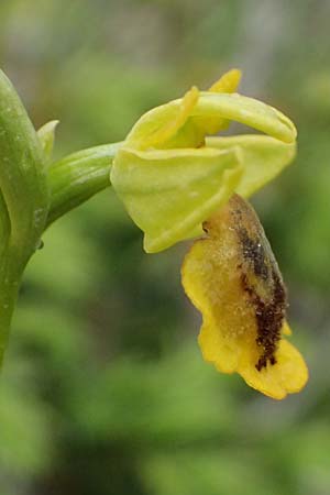 Ophrys penelopeae \ Penelope-Ragwurz / Penelope Bee Orchid, GR  Peloponnes, Chelmos 18.5.2024 