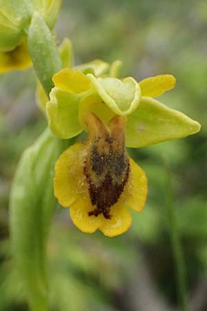 Ophrys penelopeae \ Penelope-Ragwurz / Penelope Bee Orchid, GR  Peloponnes, Chelmos 18.5.2024 