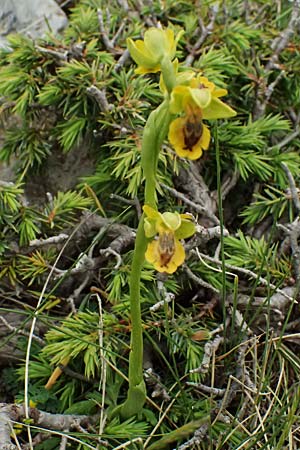 Ophrys penelopeae \ Penelope-Ragwurz / Penelope Bee Orchid, GR  Peloponnes, Chelmos 18.5.2024 