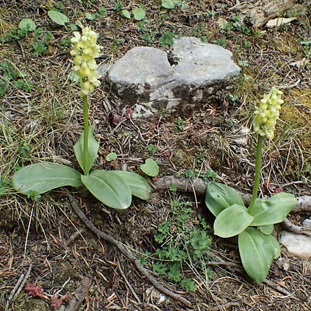 Orchis pallens \ Bleiches Knabenkraut, Blasses Knabenkraut / Pale-Flowered Orchid, GR  Peloponnes, Chelmos 18.5.2024 