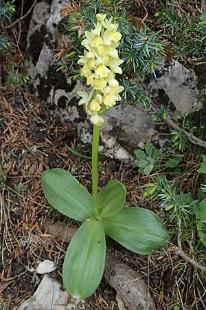 Orchis pallens \ Bleiches Knabenkraut, Blasses Knabenkraut / Pale-Flowered Orchid, GR  Peloponnes, Chelmos 18.5.2024 