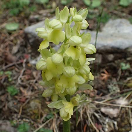 Orchis pallens \ Bleiches Knabenkraut, Blasses Knabenkraut / Pale-Flowered Orchid, GR  Peloponnes, Chelmos 18.5.2024 