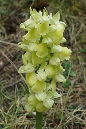 Orchis pallens \ Bleiches Knabenkraut, Blasses Knabenkraut / Pale-Flowered Orchid, GR  Peloponnes, Chelmos 18.5.2024 
