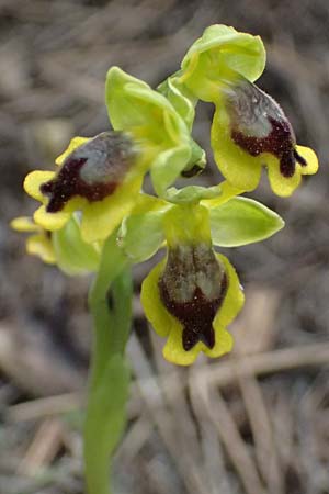 Ophrys penelopeae \ Penelope-Ragwurz / Penelope Bee Orchid, GR  Peloponnes, Mt. Kyllini, Ziria 21.5.2024 