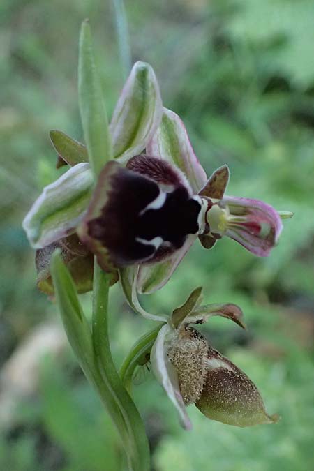 Ophrys reinholdii \ Reinholds Ragwurz, GR  Hymettos 20.4.2026 