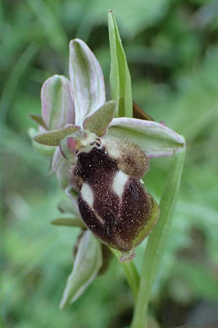 Ophrys reinholdii \ Reinholds Ragwurz, GR  Hymettos 20.4.2026 