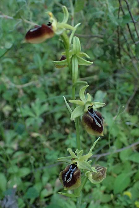 Ophrys aesculapii \ &Auml;skulap-Ragwurz / Asklepios' Bee Orchid, GR  Hymettos 20.4.2026 