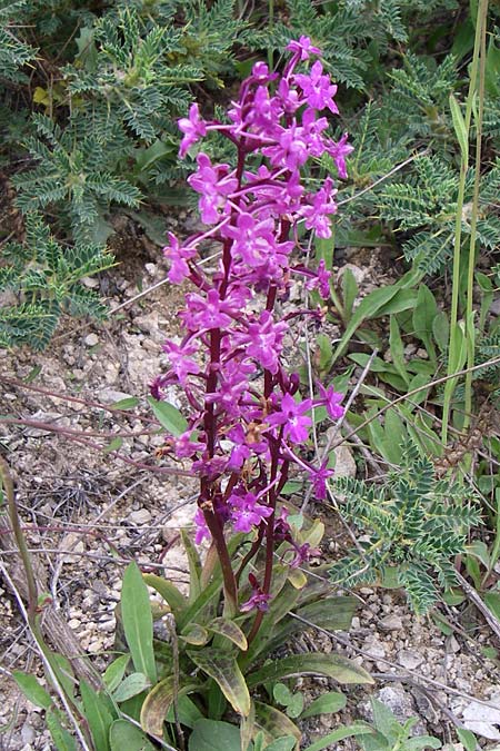 Orchis quadripunctata \ Vierpunkt-Knabenkraut, GR  Peloponnes, Zarouchla Tal 19.5.2008 