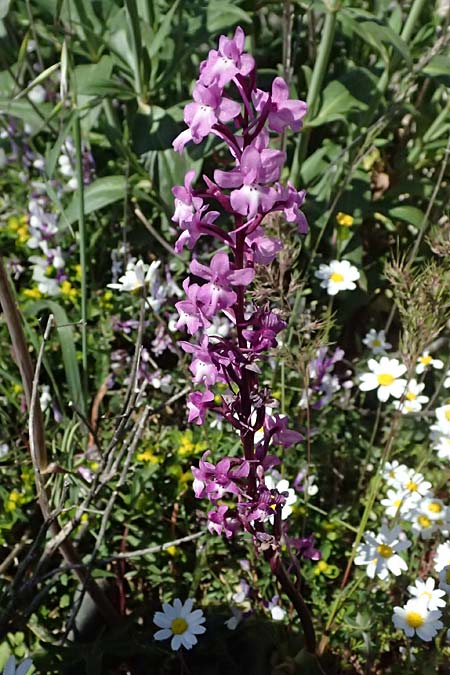 Orchis quadripunctata \ Vierpunkt-Knabenkraut / Four-spotted Orchid, GR  Hymettos 20.4.2026 