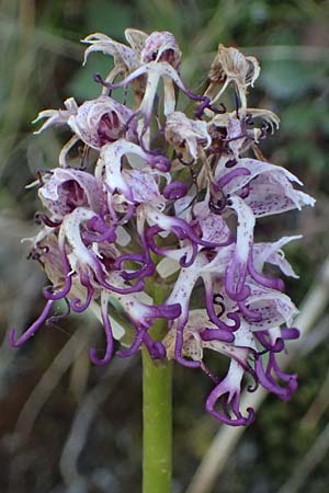 Orchis simia \ Affen-Knabenkraut / Monkey Orchid, GR  Peloponnes, Saitas 22.5.2024 