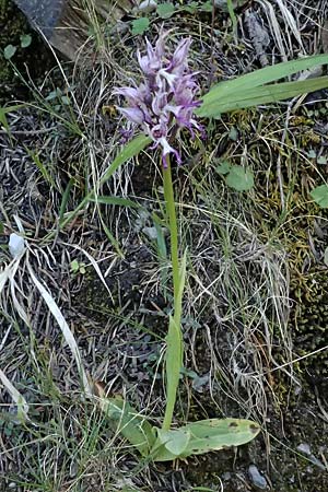 Orchis simia \ Affen-Knabenkraut / Monkey Orchid, GR  Peloponnes, Saitas 22.5.2024 