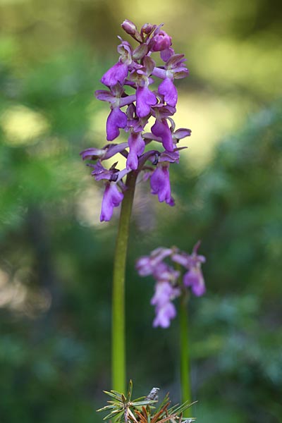 Orchis pallens x spitzelii, GR   Peloponnes, Chelmos 4.6.2012 (Photo: Helmut Presser)