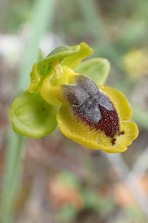 Ophrys phryganae \ Phrygana-Ragwurz, GR  Athen, Mount Egaleo 10.4.2019 