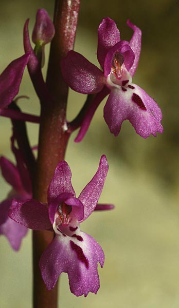 Orchis mascula subsp. pinetorum x quadripunctata, GR   Oros Menalon 3.6.2012 (Photo: Helmut Presser)