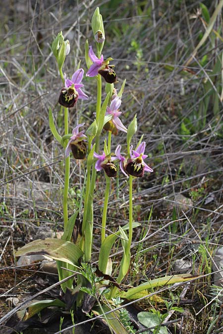Ophrys calypsus var. pseudoapulica / Apulica-Like Bee Orchid, GR  Kythira, Viaradika 4.4.2014 (Photo: Jan & Liesbeth Essink)