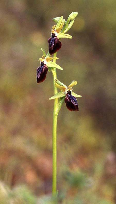 Ophrys taigetica \ Taigetos-Ragwurz / Taigetos Orchid, GR  Peloponnes, Taygetos 14.5.2008 (Photo: Helmut Presser)