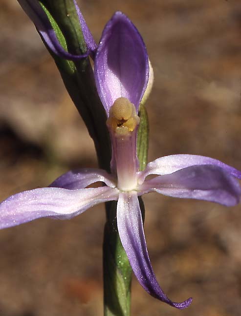 Limodorum trabutianum subsp. thracum \ Thrakischer Dingel / Thrakian Limodore, GR  Thrakien/Thrace, Dadia 6.6.2004 (Photo: Helmut Presser)