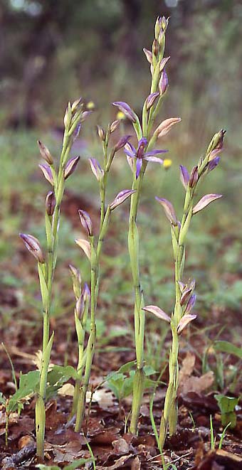 Limodorum trabutianum subsp. thracum \ Thrakischer Dingel / Thrakian Limodore, GR  Thrakien/Thrace, Dadia 6.6.2004 (Photo: Helmut Presser)