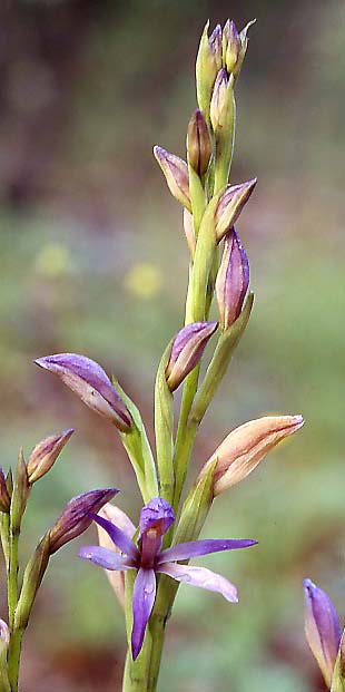 Limodorum trabutianum subsp. thracum \ Thrakischer Dingel / Thrakian Limodore, GR  Thrakien/Thrace, Dadia 6.6.2004 (Photo: Helmut Presser)