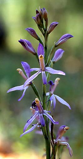 Limodorum trabutianum subsp. thracum \ Thrakischer Dingel / Thrakian Limodore, GR  Thrakien/Thrace, Dadia 6.6.2004 (Photo: Helmut Presser)
